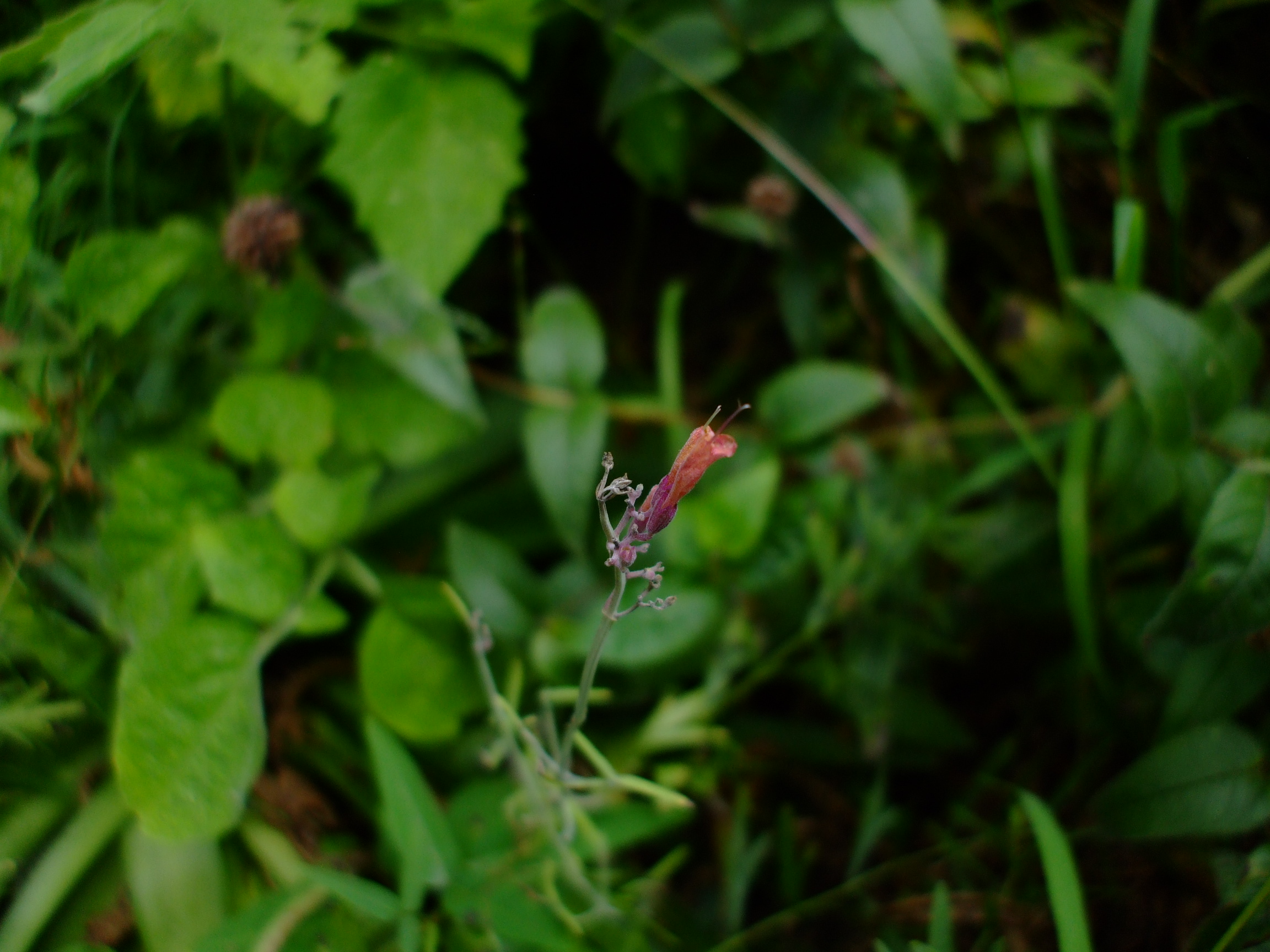 Agastache rupestris